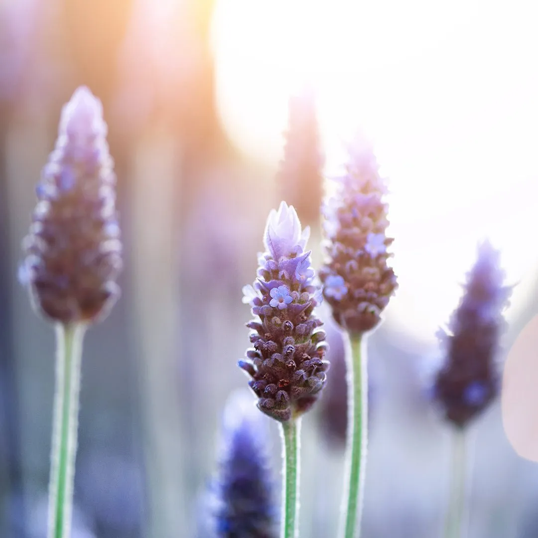 Lavender (Fine French - High Altitude) Essential Oil (Lavandula Angustifolia)